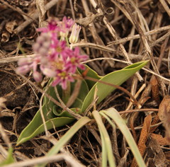 Ledebouria