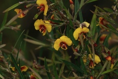 Bossiaea linophylla