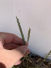 Lolium multiflorum × perenne