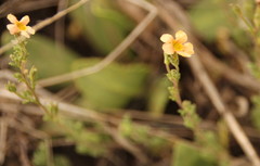 Jamesbrittenia aurantiaca