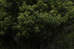 Gastrolobium bilobum