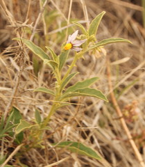 Solanum