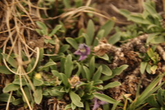 Aptosimum procumbens
