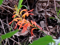 Chasmanthe aethiopica