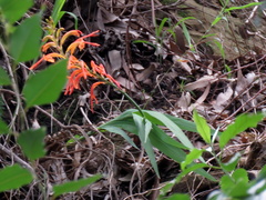 Chasmanthe aethiopica