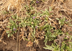 Aptosimum procumbens