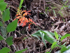 Chasmanthe aethiopica