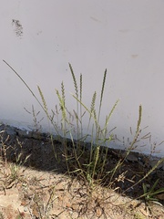Lolium multiflorum × perenne