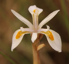 Moraea stricta