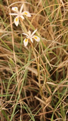 Moraea stricta