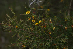 Bossiaea linophylla