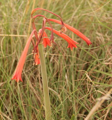 Cyrtanthus tuckii