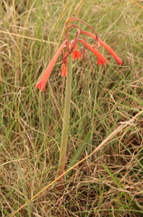 Cyrtanthus tuckii