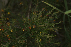 Bossiaea linophylla