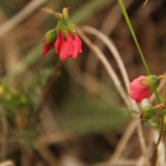 Hermannia