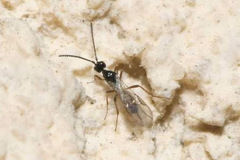 Euphorinae