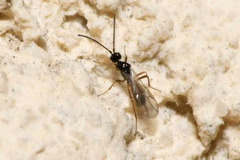 Euphorinae
