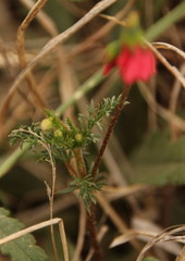 Hermannia