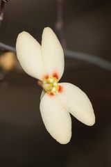 Stylidium spathulatum