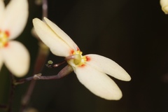 Stylidium spathulatum