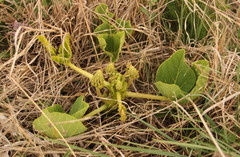Erythrina zeyheri