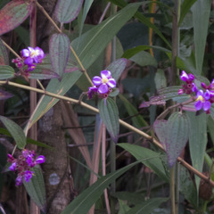 Osbeckia stellata