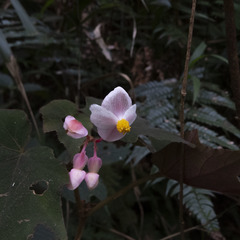 Begonia palmata