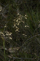 Stylidium spathulatum