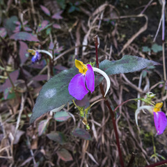 Impatiens bracteata
