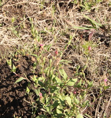 Oenothera rosea