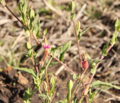Oenothera rosea