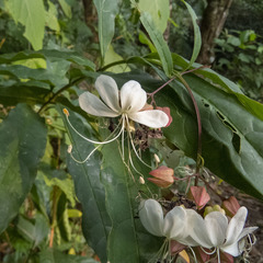 Clerodendrum laevifolium