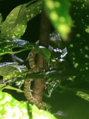 Trimeresurus venustus