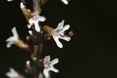 Stylidium carnosum