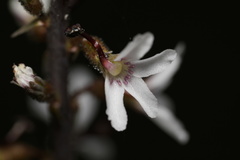 Stylidium carnosum