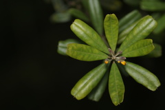 Gastrolobium bilobum