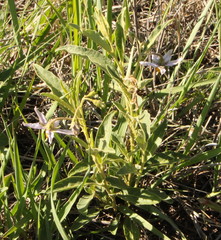 Solanum