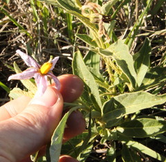 Solanum