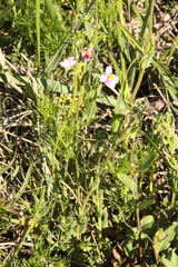 Nemesia fruticans
