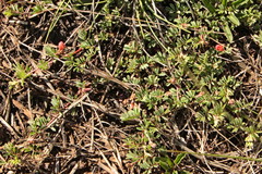Indigofera