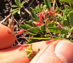 Indigofera