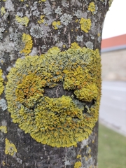 Xanthoria parietina
