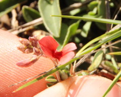 Indigofera