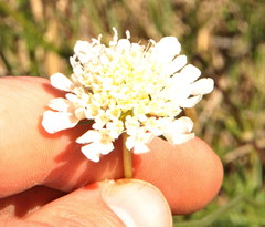 Scabiosa