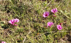 Ipomoea crassipes
