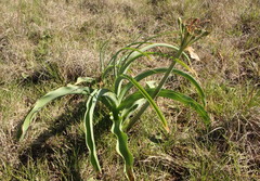Crinum bulbispermum