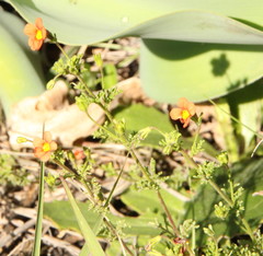 Jamesbrittenia aurantiaca