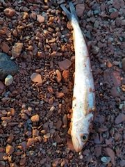 Merluccius bilinearis