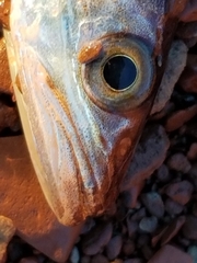 Merluccius bilinearis