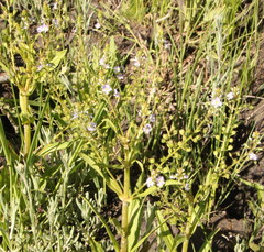 Veronica anagallis-aquatica